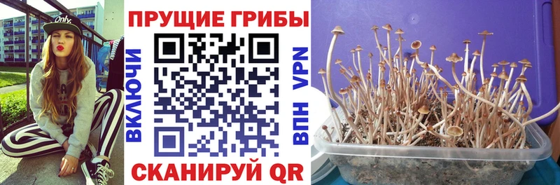 наркотики  блэк спрут tor  Псилоцибиновые грибы Psilocybe  Урень 